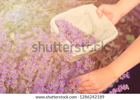 Gathering fresh lavender in a wicker basket. Beautiful girl gather fresh lavender in lavender field. Sun, sun haze, glare. Purple tinting.