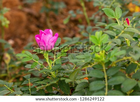 Multi color roses in the small garden