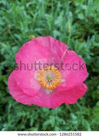 Close up of Poppy flower with green leaves background in the garden at morning