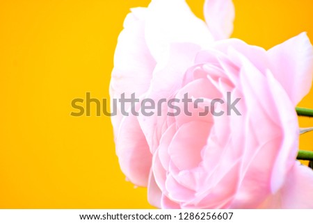 Blurred defocused big blooming soft pink roses bouquet isolated on pastel yellow background and copy space for lovely sweet background concept or illustration Valentine day.