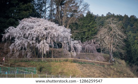 Weeping cherry tree Okuyamada,Aichi,Japan