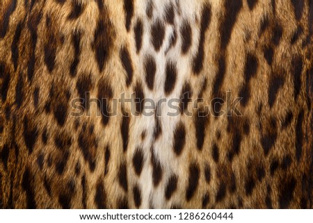 Leopard pattern, animal print background and texture