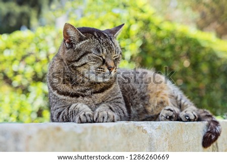 Close up portrait of sleeping cute brown tabby cat. Tabby cat lying outdoor. Gray street striped kitten outside. Adorable small cat. Gray tabby cute kitten on green background