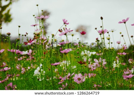 Spring or winter day with beautiful cosmos flowers are blooming under the sky. Concept of Beautiful spring, autumn, winter flower garden and flowers background.