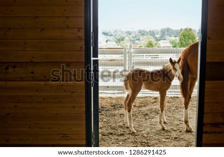 Horse and her foal exiting stable.
