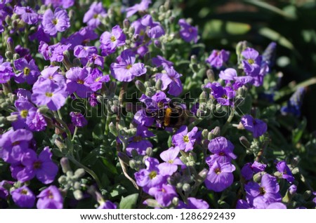 Pictures of Flowers blossom, garden, spring, green, purple, yellow, red. Images of nature.