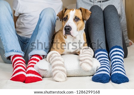 Two people and their dog in colorful socks sitting on the bed in the bedroom. Staffordshire terrier and owners on the bed wearing similar colored socks, concept of a dog as a family member Royalty-Free Stock Photo #1286299168