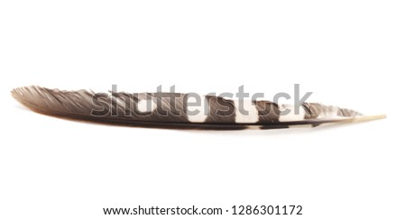 Wild bird feather isolated on a white background.