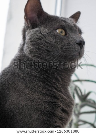 A gray cat sits by the window