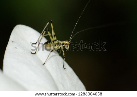 grasshopper close up on a beautiful white flower waiting for lunch 