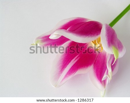 Pink tulip. Background