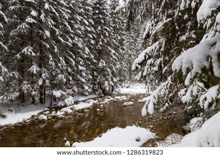 Winter  landscape:  fabulous winter forest in the snow,  mountain river with banks covered with snow and ice. Winter in Slovakia. Black and white photo