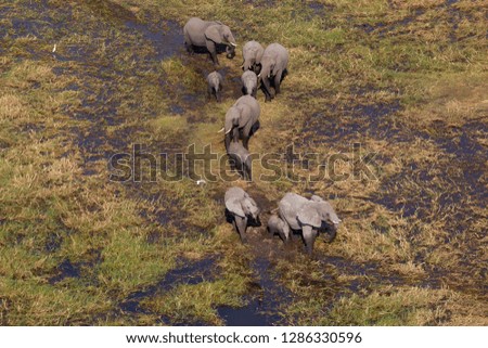 African Elephants (Loxodonta africana), in the freshwater marsh, aerial view, Okavango Delta, Botswana. The Okavango Delta is home to a rich array of wildlife.