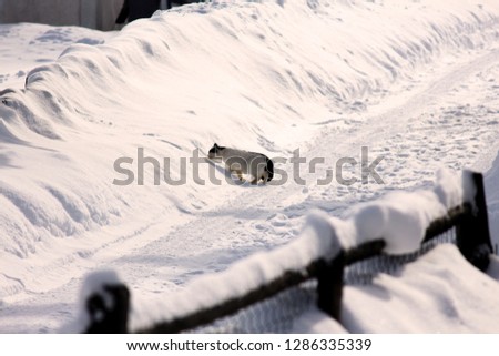 winter landscape,fresh snow,sky with long shadows,Pine trees covered with snow.Beautiful winter panorama - Image