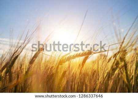 ears of grain. Growing in the field of wheat,barley,rye, background.crops, cereals