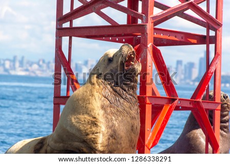 US, WA, Seattle. California Sea Lions on channel marker buoy Seattle skyline beyond.