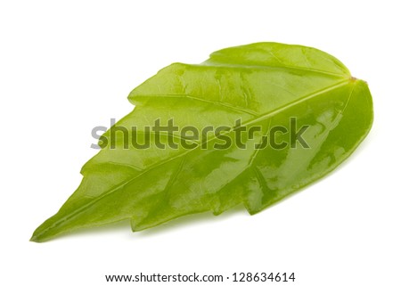 Single green leaf  on white background with shadows