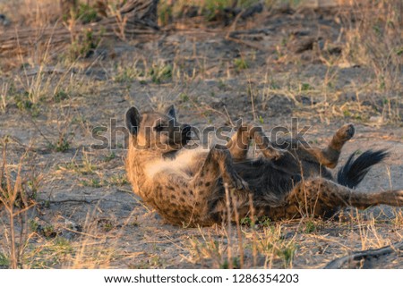 Botswana. Okavango Delta. Khwai concession. Spotted hyena (Crocuta crocuta) rolling in the dirt.