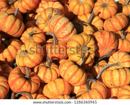 A group of mini pumpkins, orange-white on a market stall