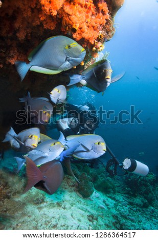 Underwater Photographer and group of Surgeonfish by coral reef..