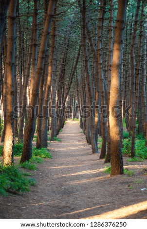 The path in the pine forest, which divides it from side to side