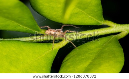 Nursery Web Spider (Family Pisauridae)