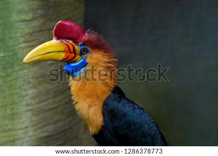 Close-up of a large colorful Toucan (Ramphastidae) Bird. Tropical large Bird with big yellow Beak. 