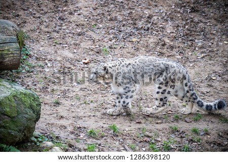 Snow leopard in a zoo