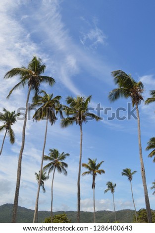 palms beach venezuela