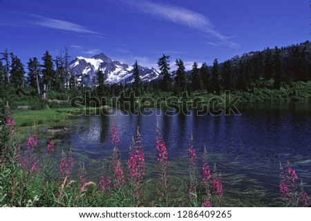 Mount Shuksan Fireweed Mt Baker Wilderness