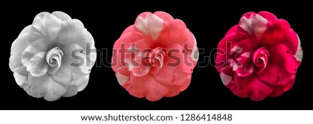 Fine art still life floral colorful macro of  three white pink red fully opened camellia blossoms on black background with detailed texture 
