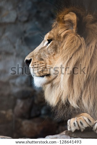 high-res picture of lion with an artistic background