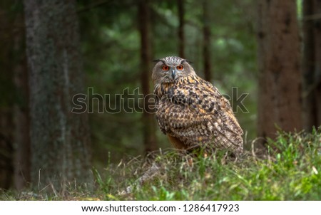 European eagle-owl. It is also called the Eurasian eagle-owl and in Europe, it is occasionally abbreviated to just eagle-owl.