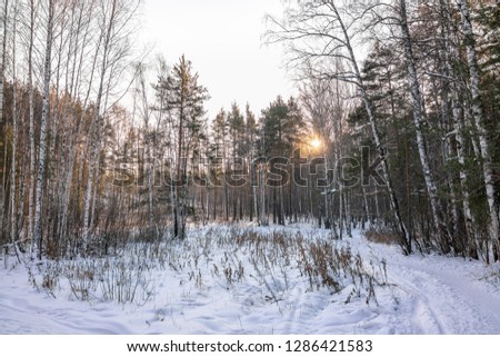 Young pines and birches in the winter forest lit by the sun at sunset