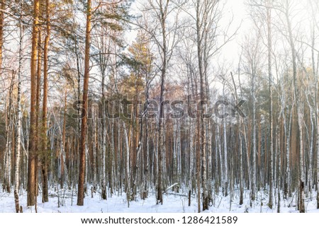Pine and birch in winter forest on a bright sunny day