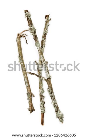 Lichen covered dry twigs on white background.