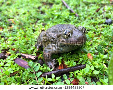 Toad Close Up