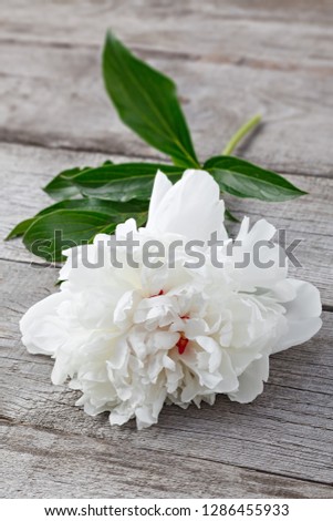 White blooming peony flower on the background of the old boards with texture. The plant is photographed macro.