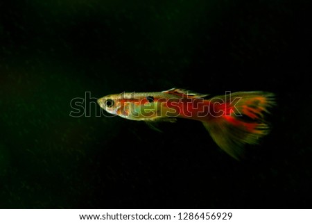 Guppy isolated in water.