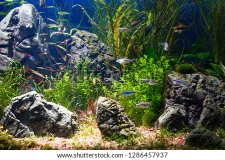 Large planted tropical fresh water aquarium with small fishes in interior