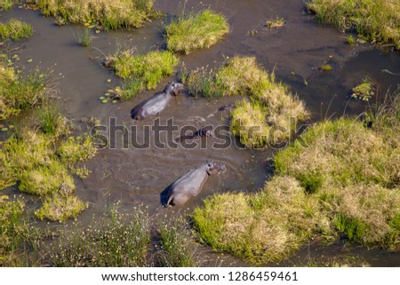 Aerial view of Hippopotamus (Hippopotamus amphibius), in the floodplain, Okavango Delta, Botswana. The Okavango Delta is home to a rich array of  wildlife. 