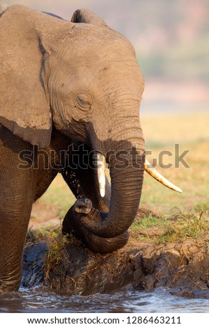African Elephant (Loxodonta africana), in the river, Chobe National Park, Botswana.