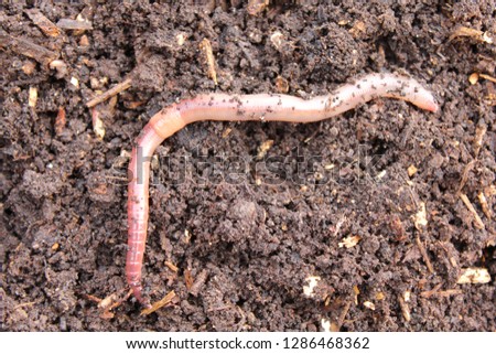 earthworm in the compost