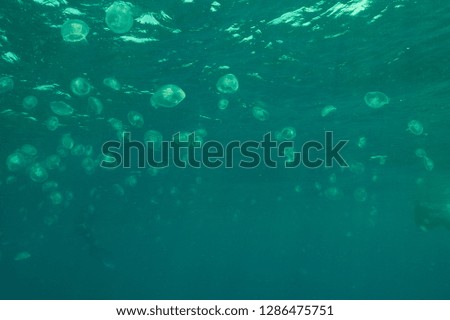 Jelly fish Background