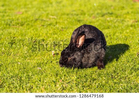 cute black rabbit eating on green grass field under the sun with eyes half closed