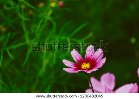 Cosmos flowers are blooming in the garden. Concept of beautiful spring, autumn, winter flower garden. Blurred space for your text.