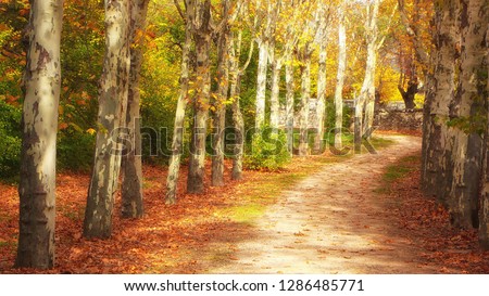 PATH OF THE PARK SURROUNDED BY THE ROW OF TREES Royalty-Free Stock Photo #1286485771