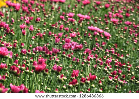 Look at many pink chrysanthemums in  the garden. Wild flowers in springtime. Wonderful image of wallpaper. It is a beautiful picture.