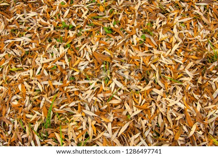 Photo texture. Carpet of fallen autumn leaves
