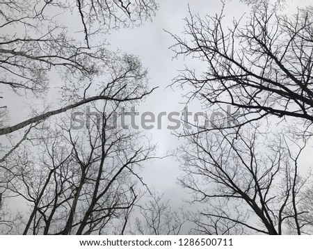 Silhouetted tree branches against gray sky